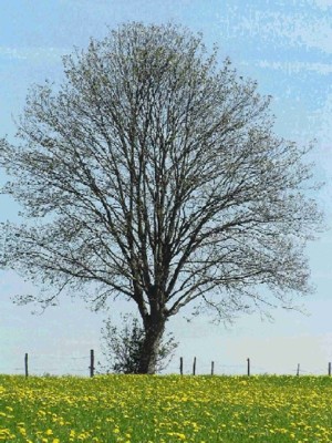 Baum am Kammerloh